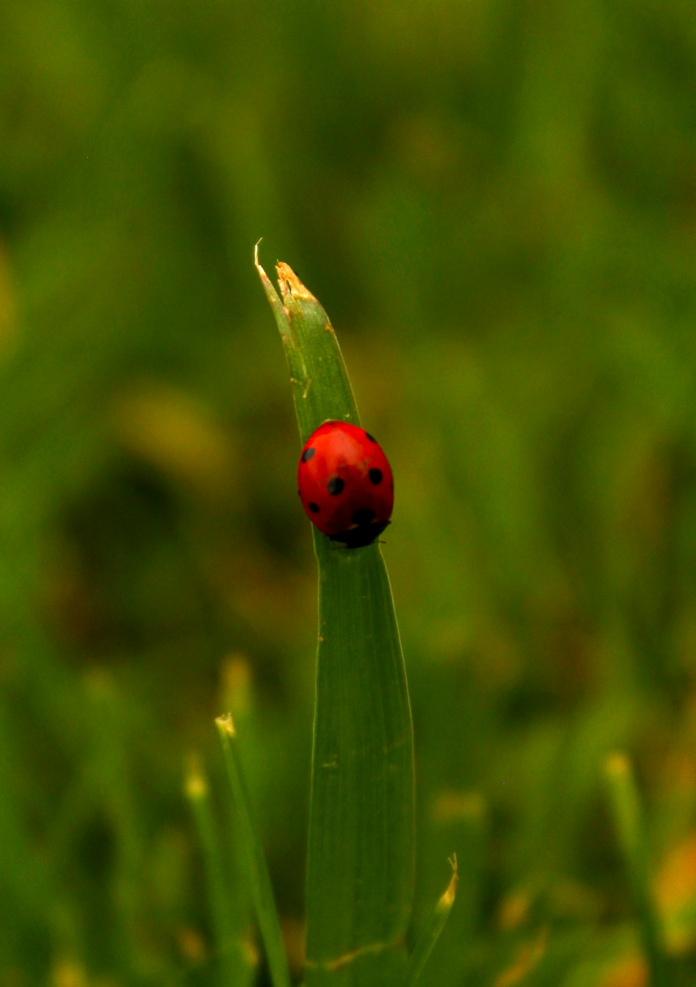 a red ladybug sitting on top of a green leaf