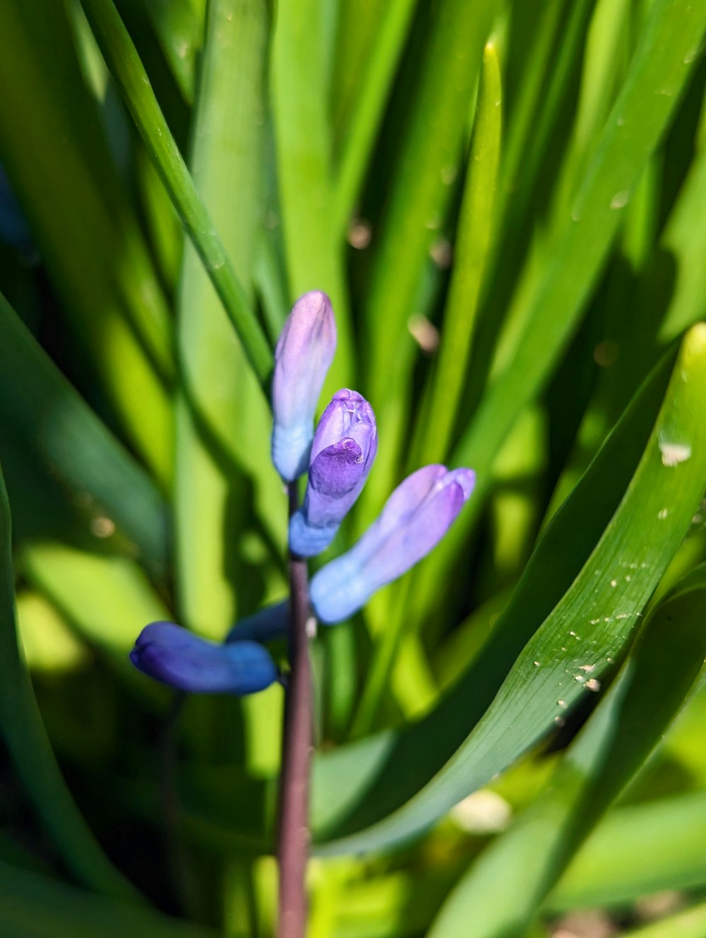 a blue and purple flower with green leaves in the background