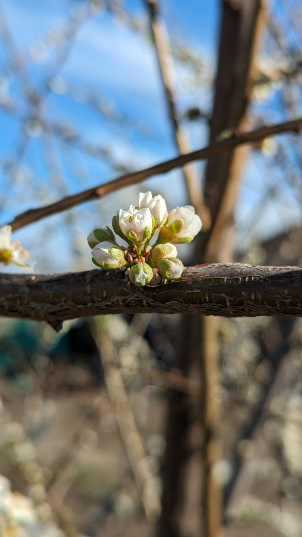 a branch of a tree with white flowers