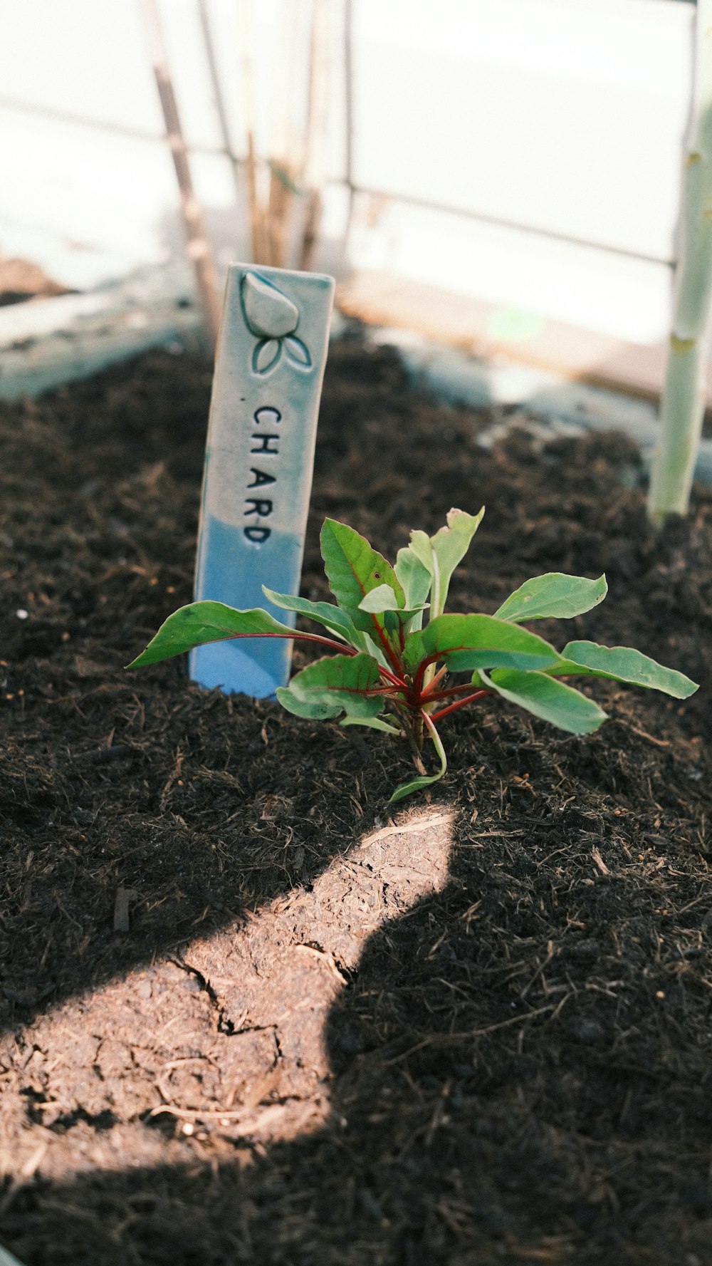 a small plant in a pot with a sign on it