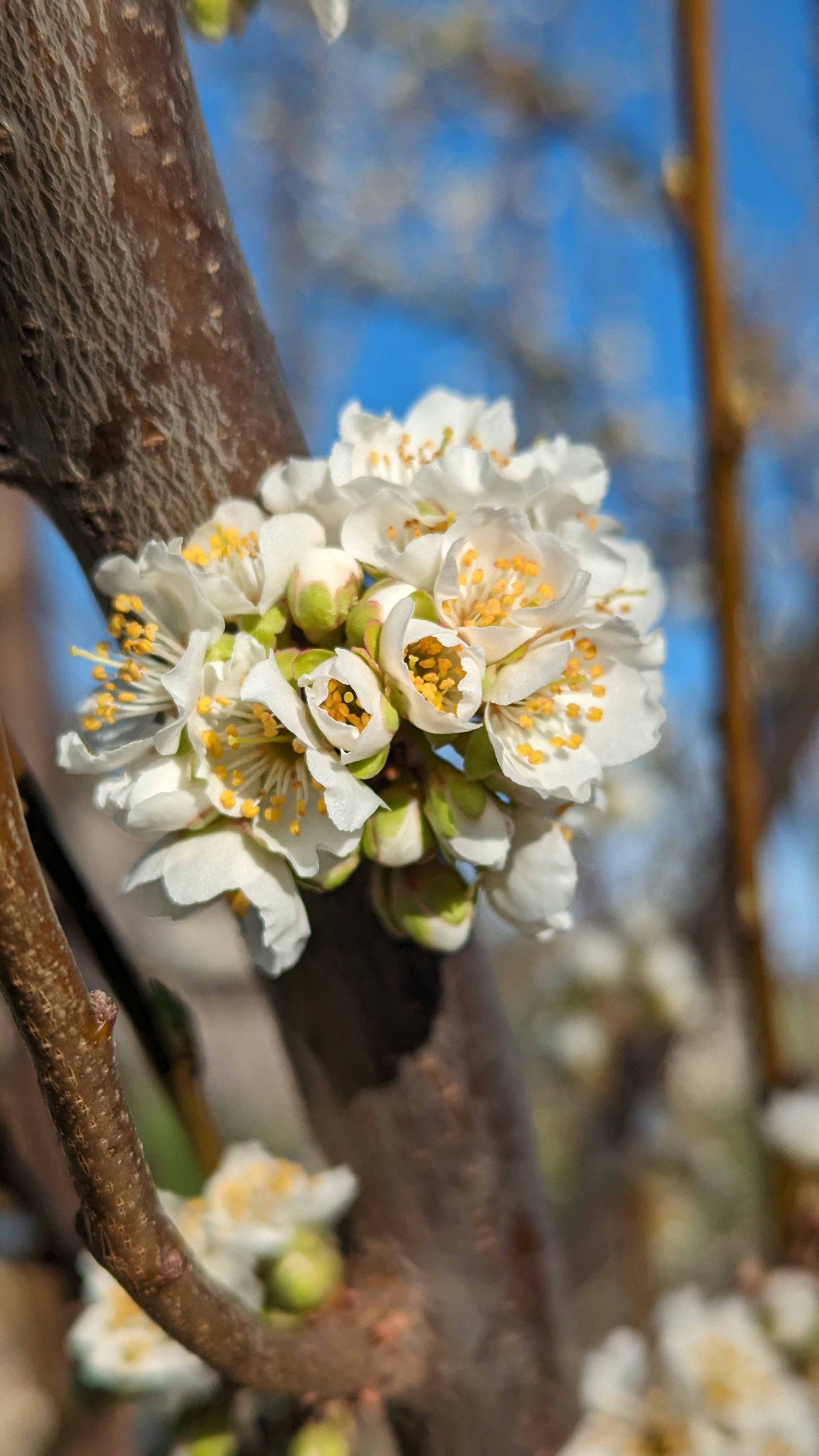 a close up of a tree with white flowers