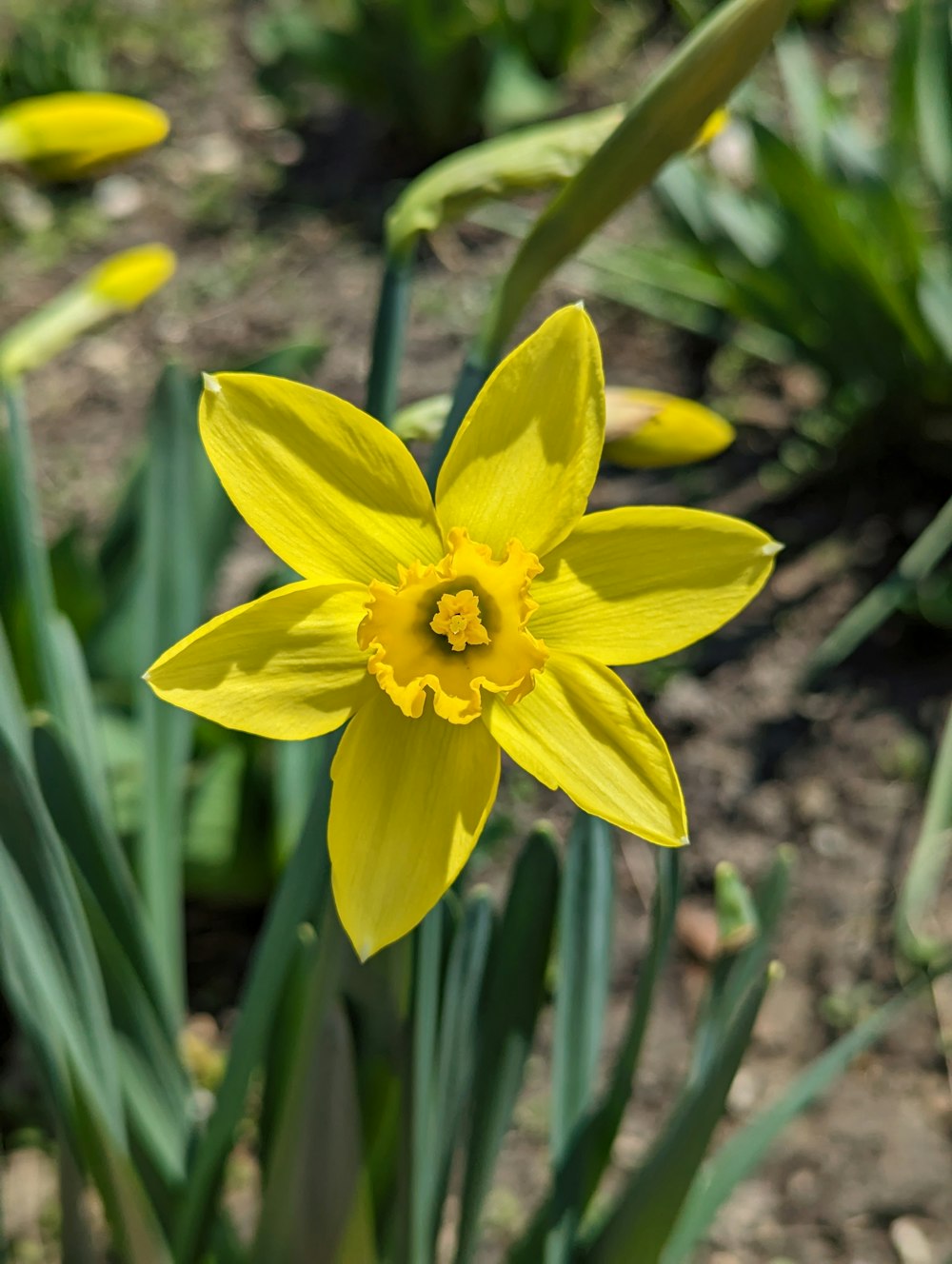 a close up of a yellow flower in a field