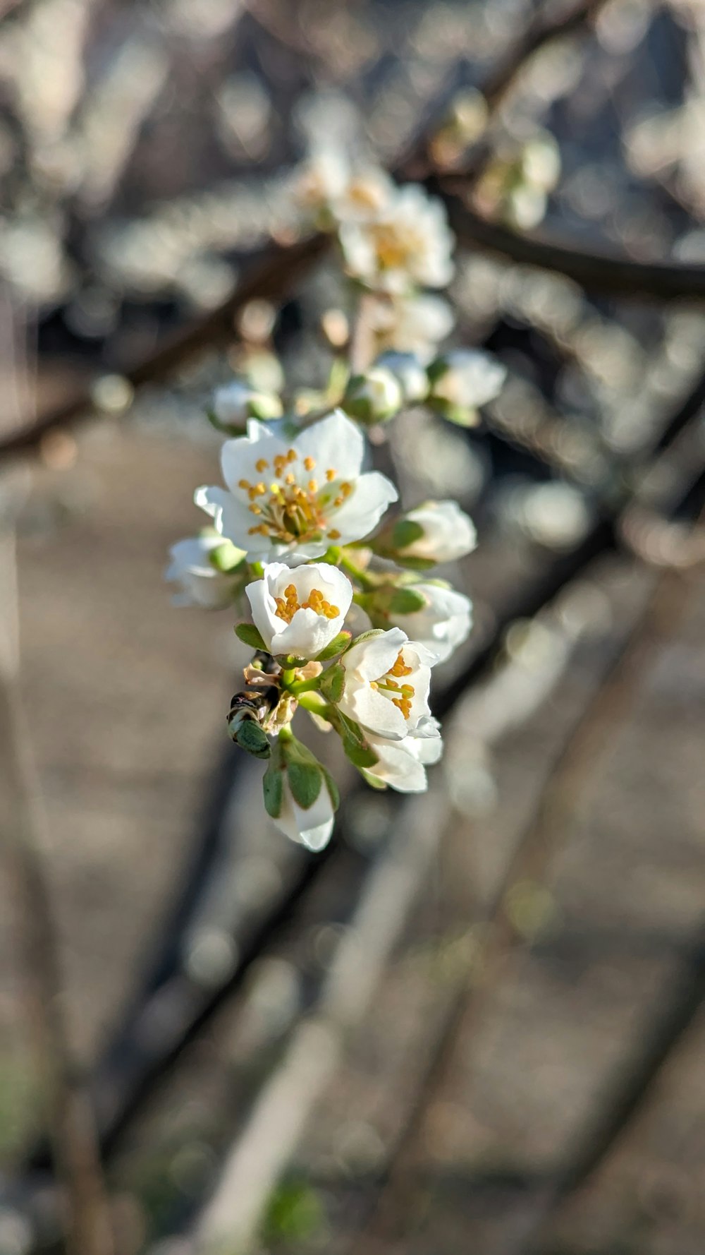 a branch of a tree with white flowers