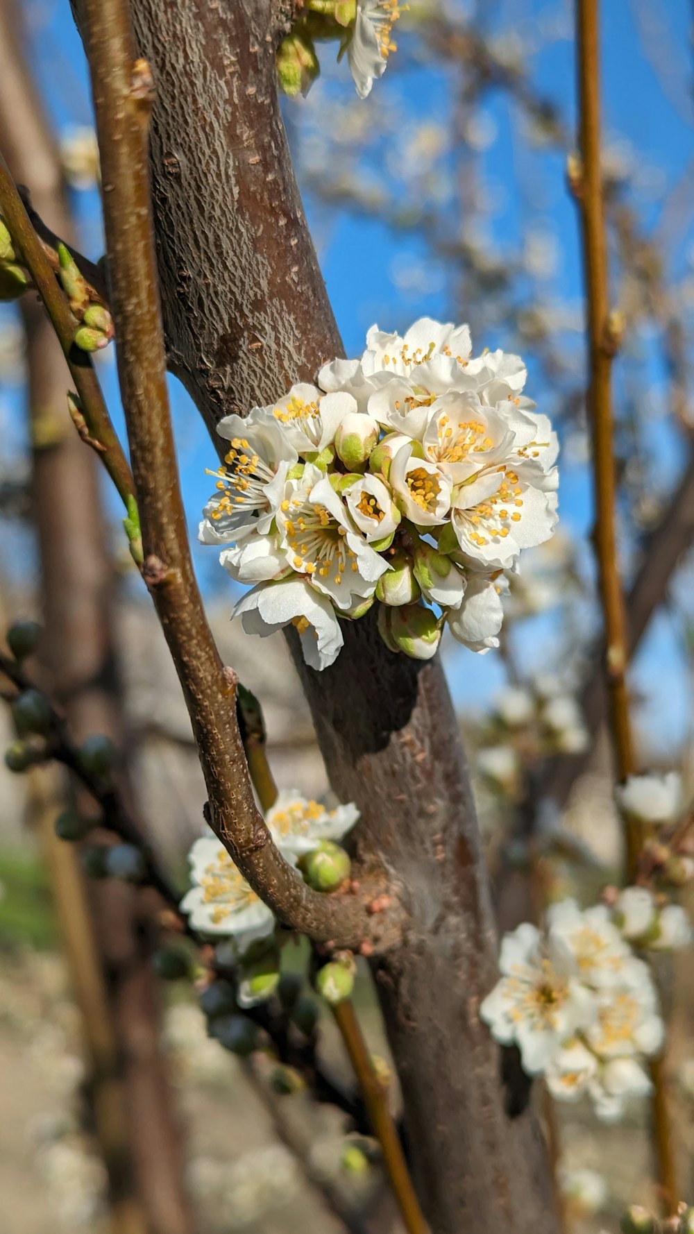 a bunch of white flowers growing on a tree