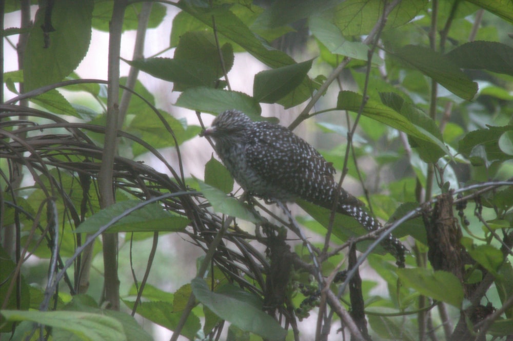 a bird perched on a branch in a tree