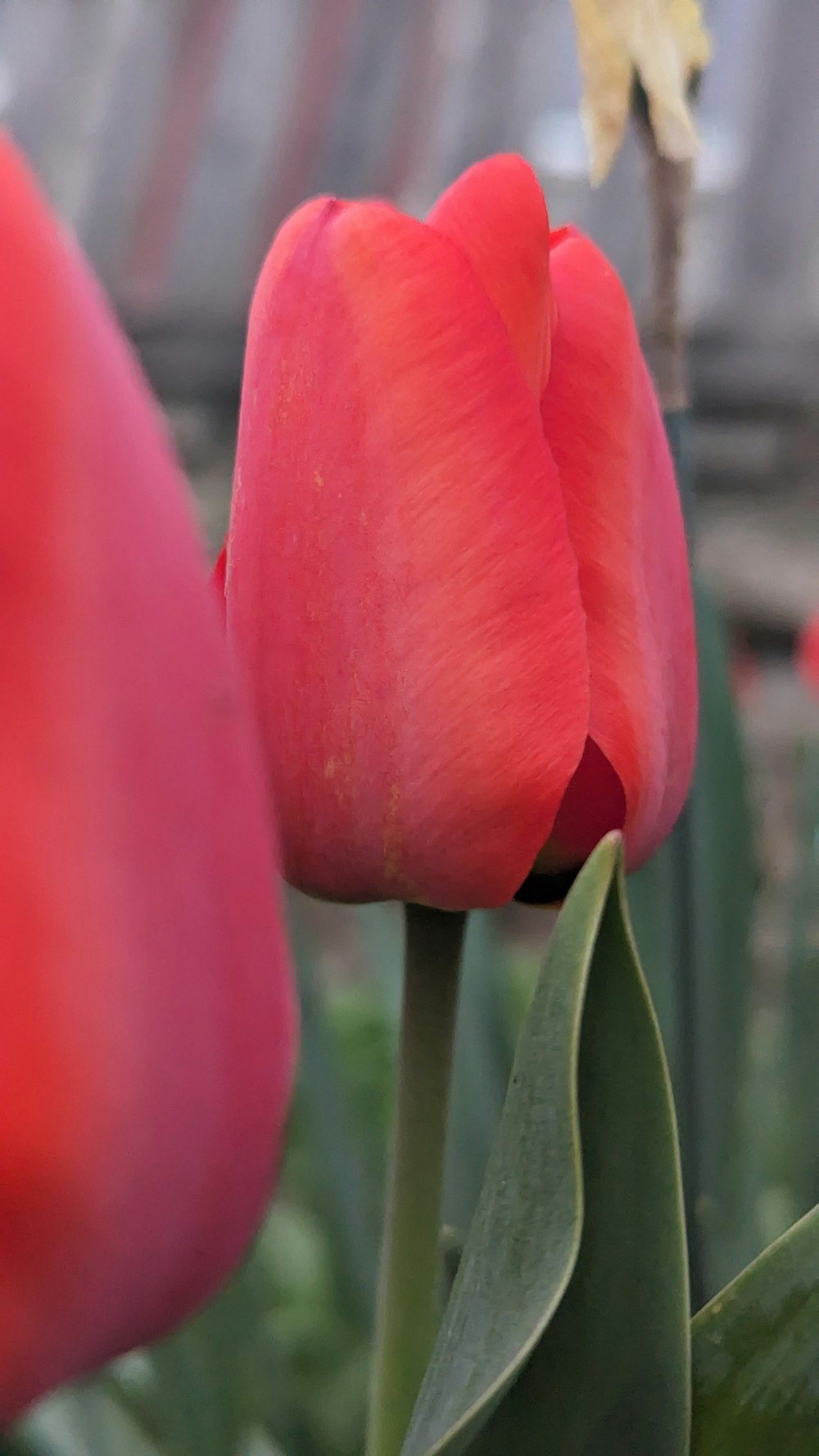 a close up of two red tulips in a garden