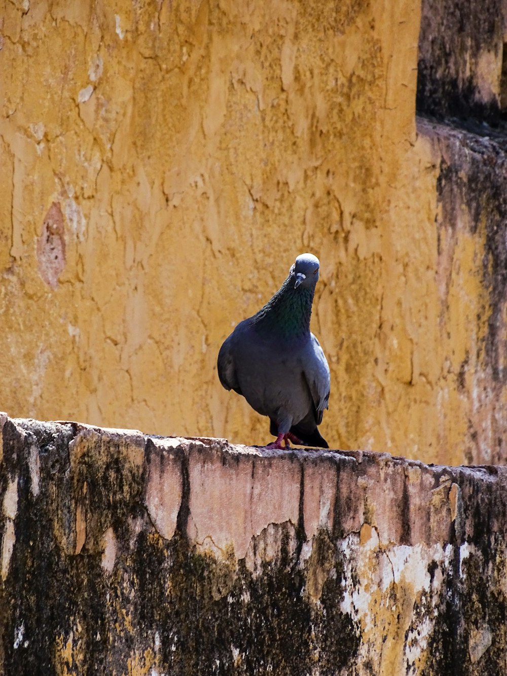 a pigeon sitting on a ledge next to a yellow wall