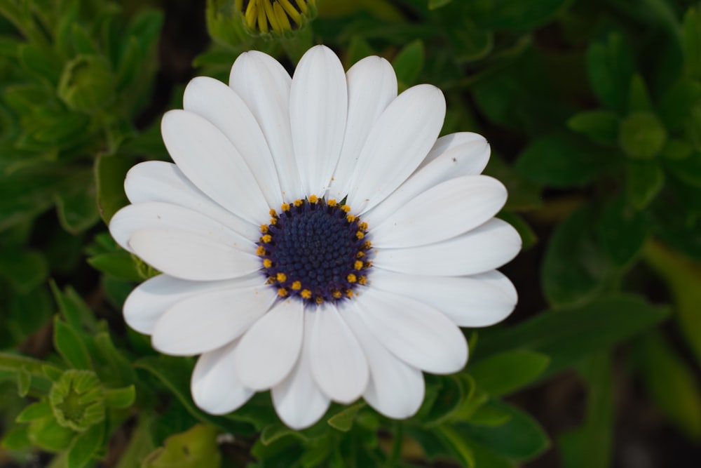a white flower with a blue center surrounded by green leaves