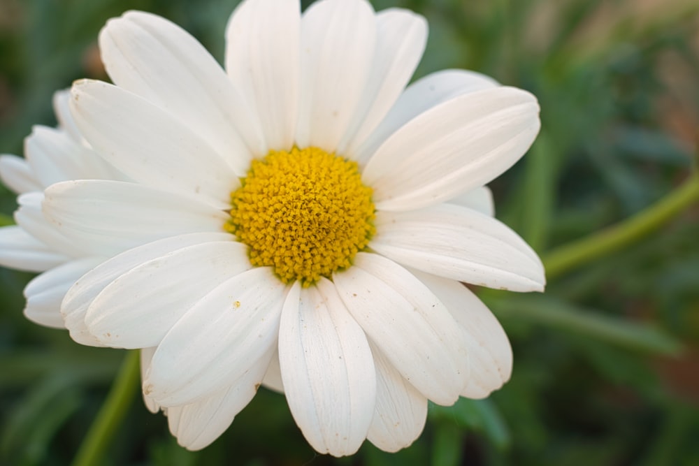 a close up of a white flower with a yellow center