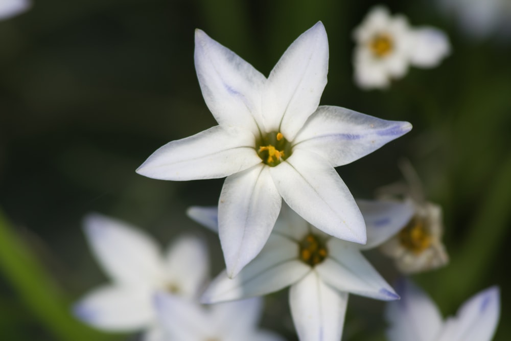 a group of white flowers with green stems