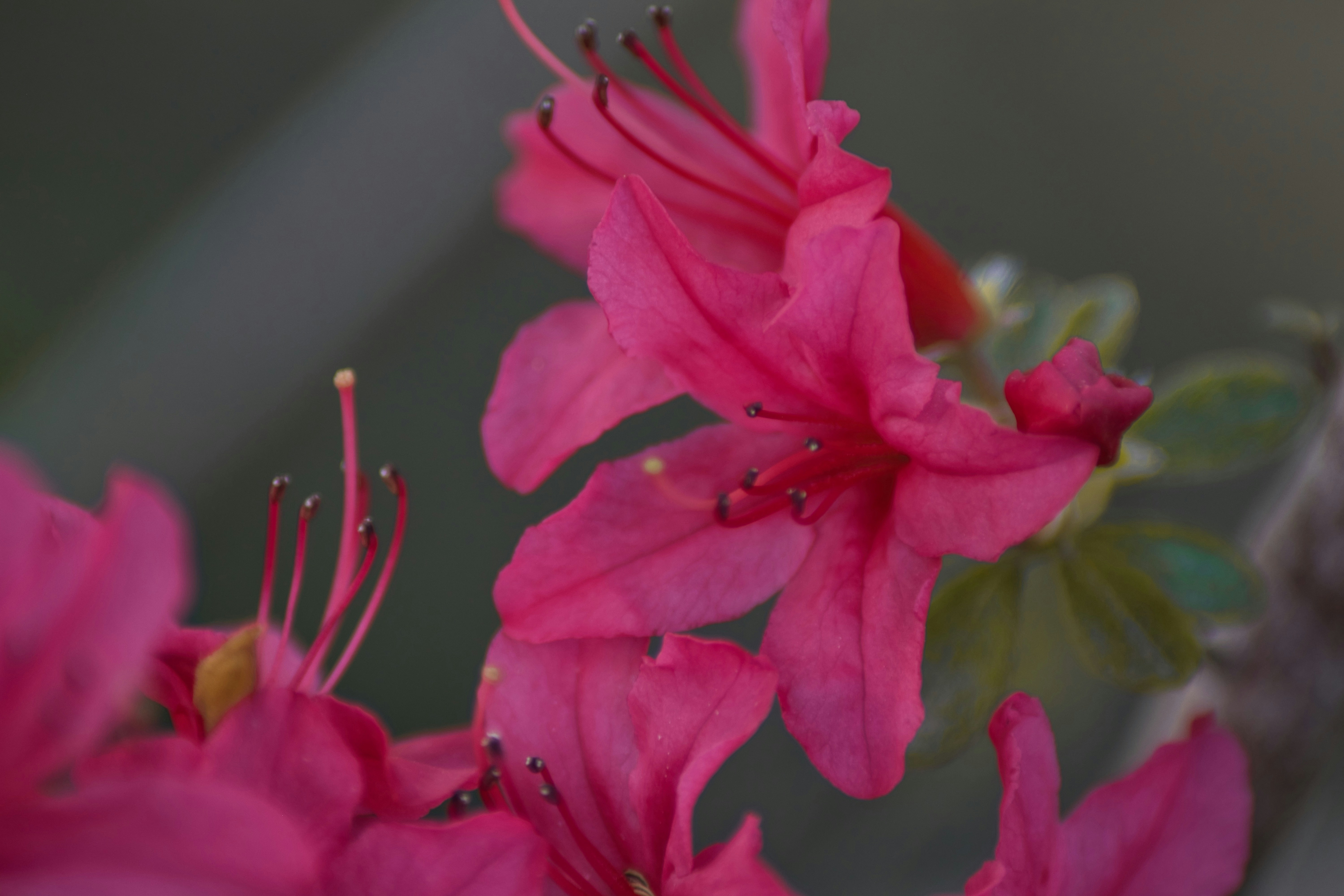 a close up of a pink flower with a blurry background