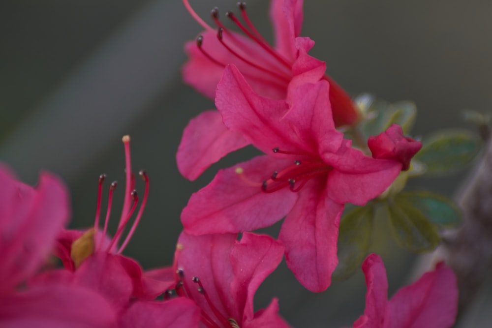 um close up de uma flor rosa com um fundo desfocado