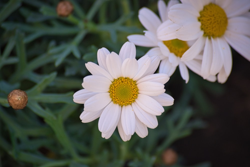three white flowers with yellow center surrounded by green leaves