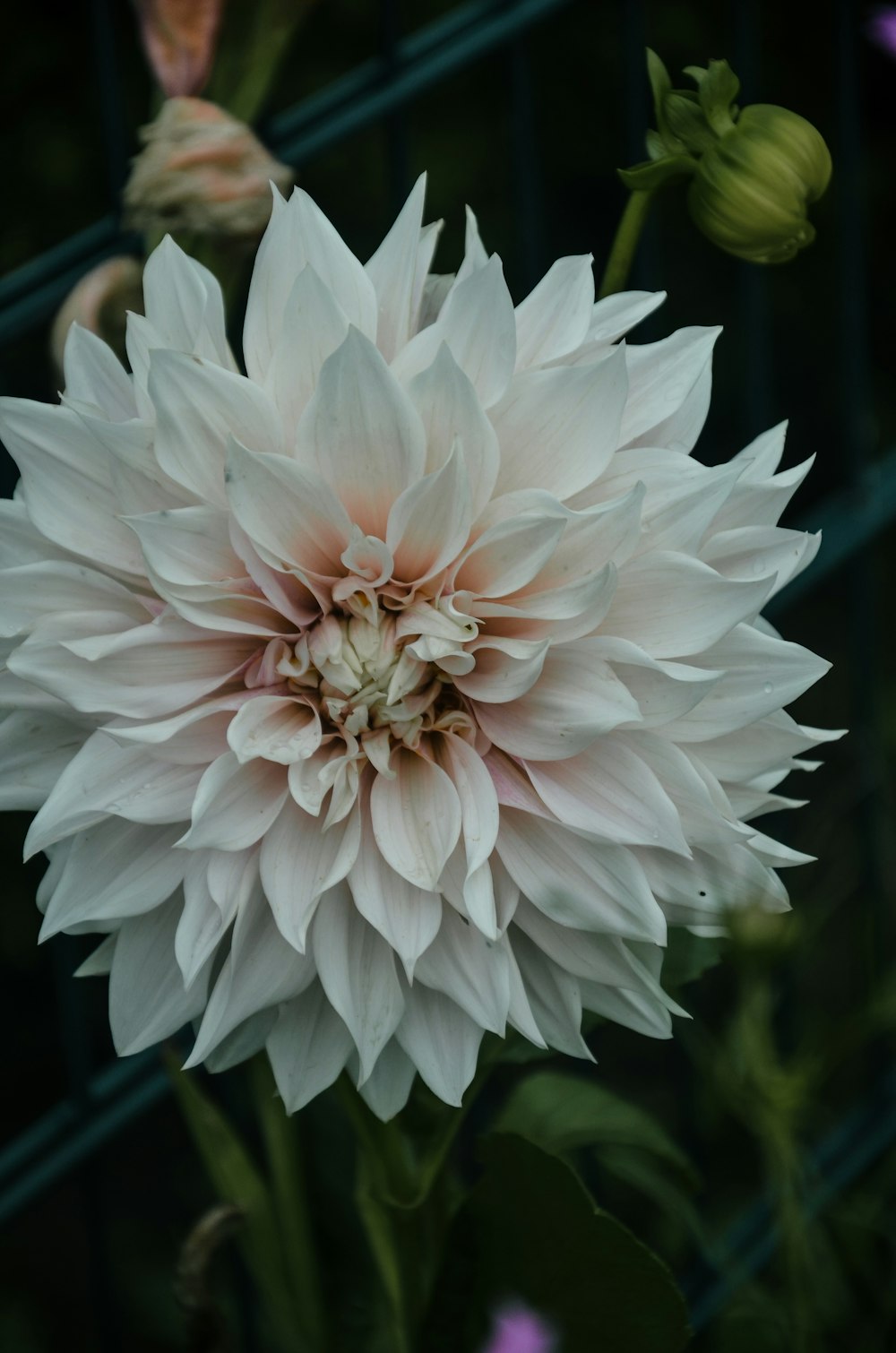 a large white flower with a green stem