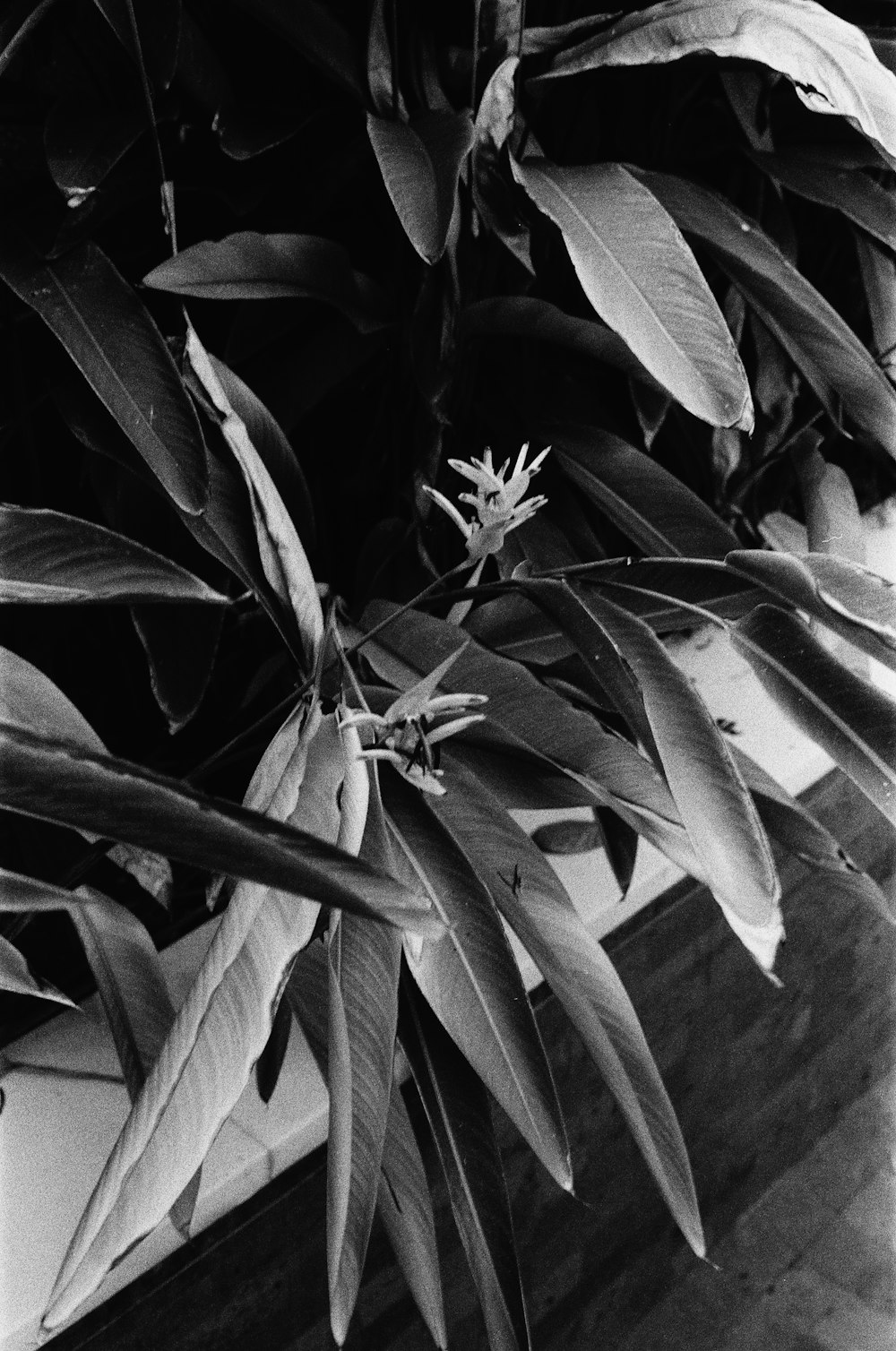 a black and white photo of a plant