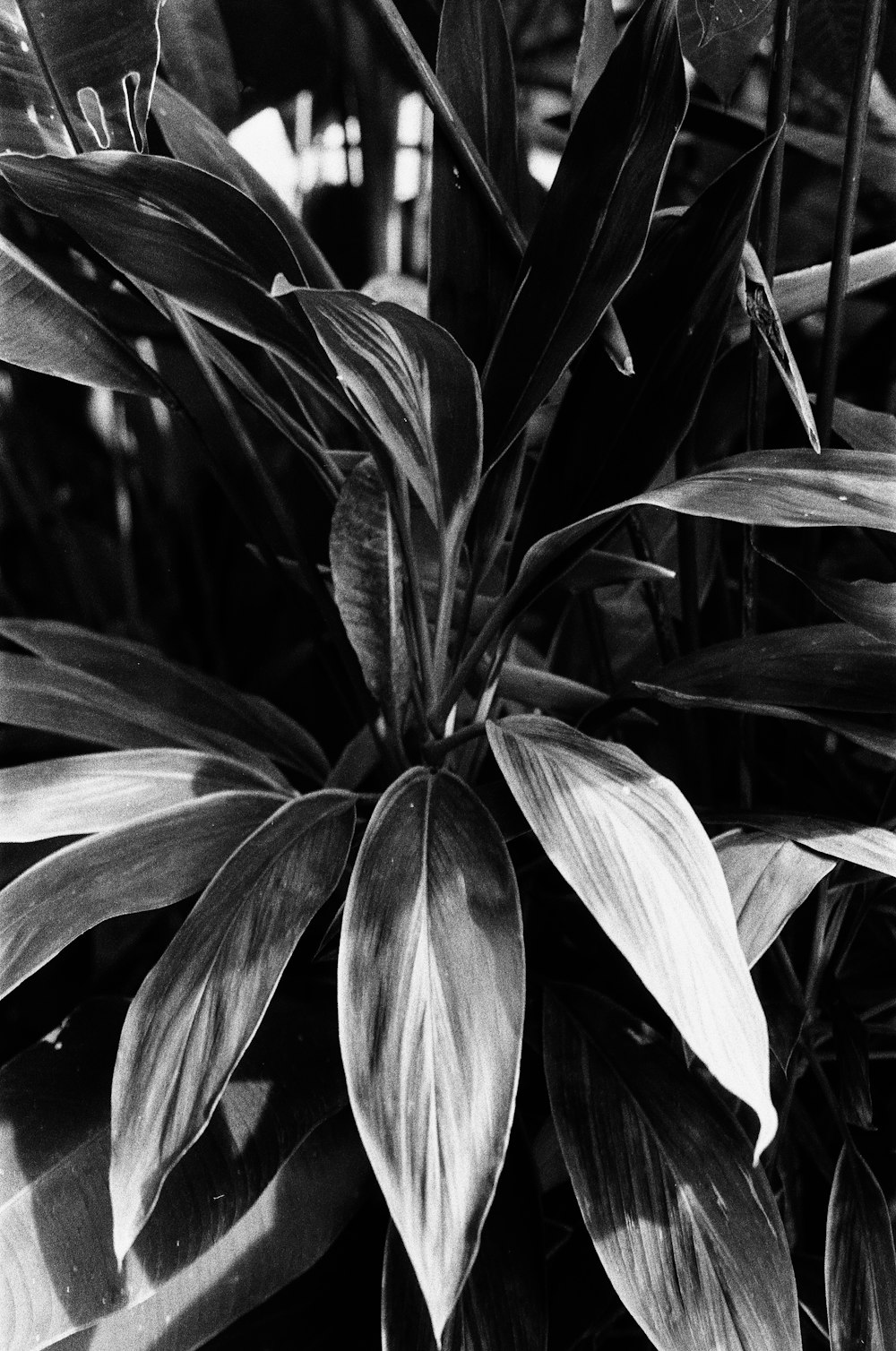 a black and white photo of a plant