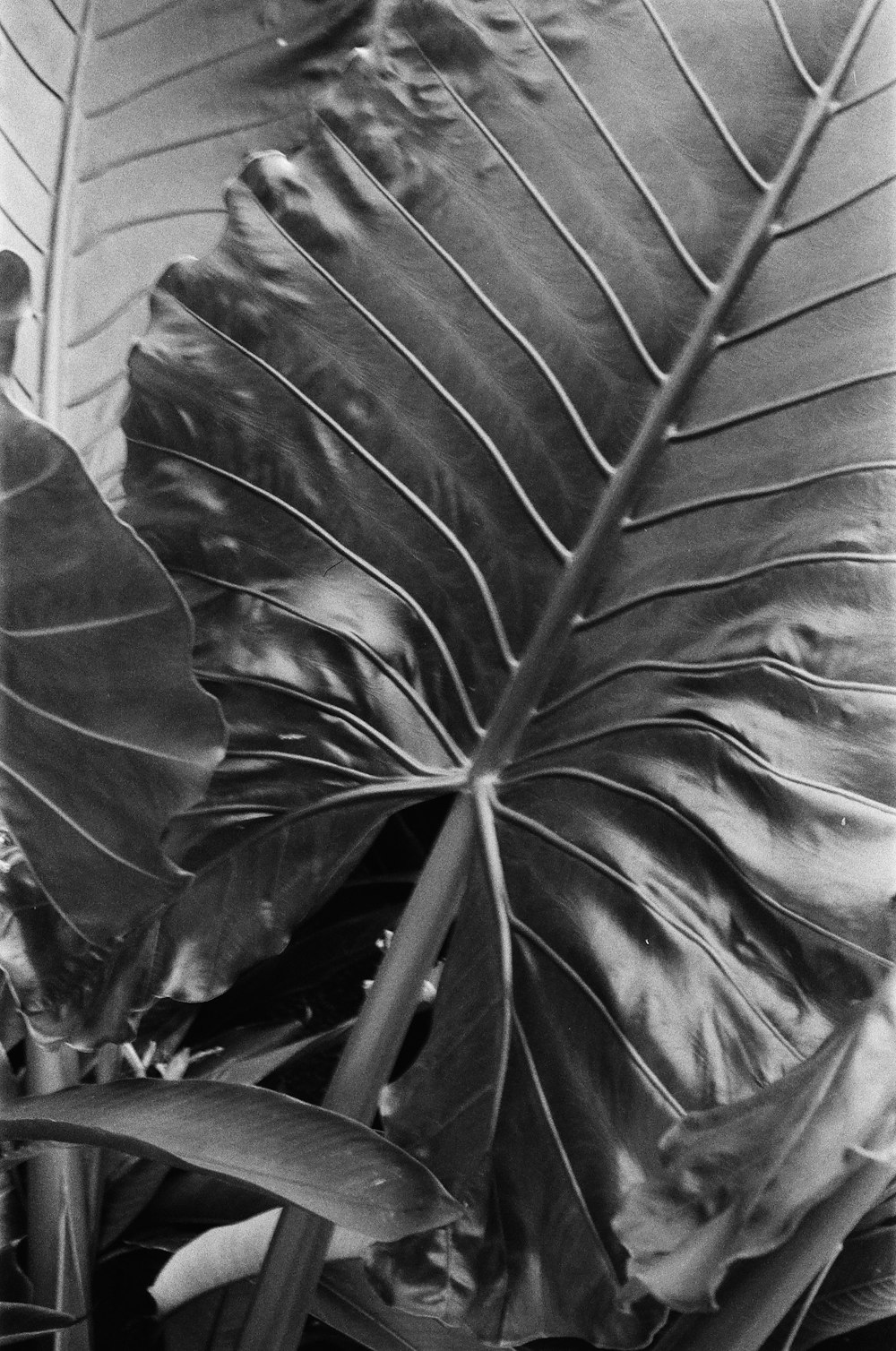 a black and white photo of a large leaf