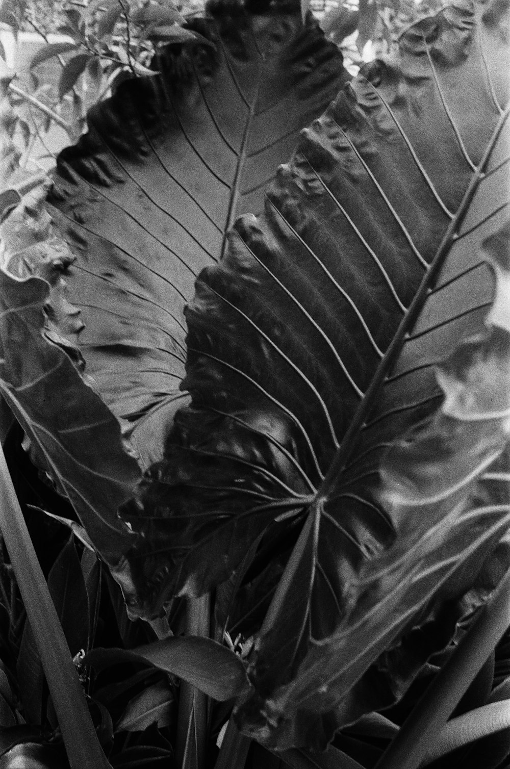 a black and white photo of a leafy plant