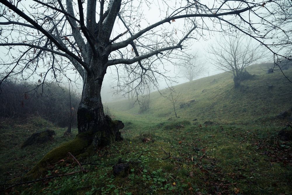 a tree in the middle of a grassy field