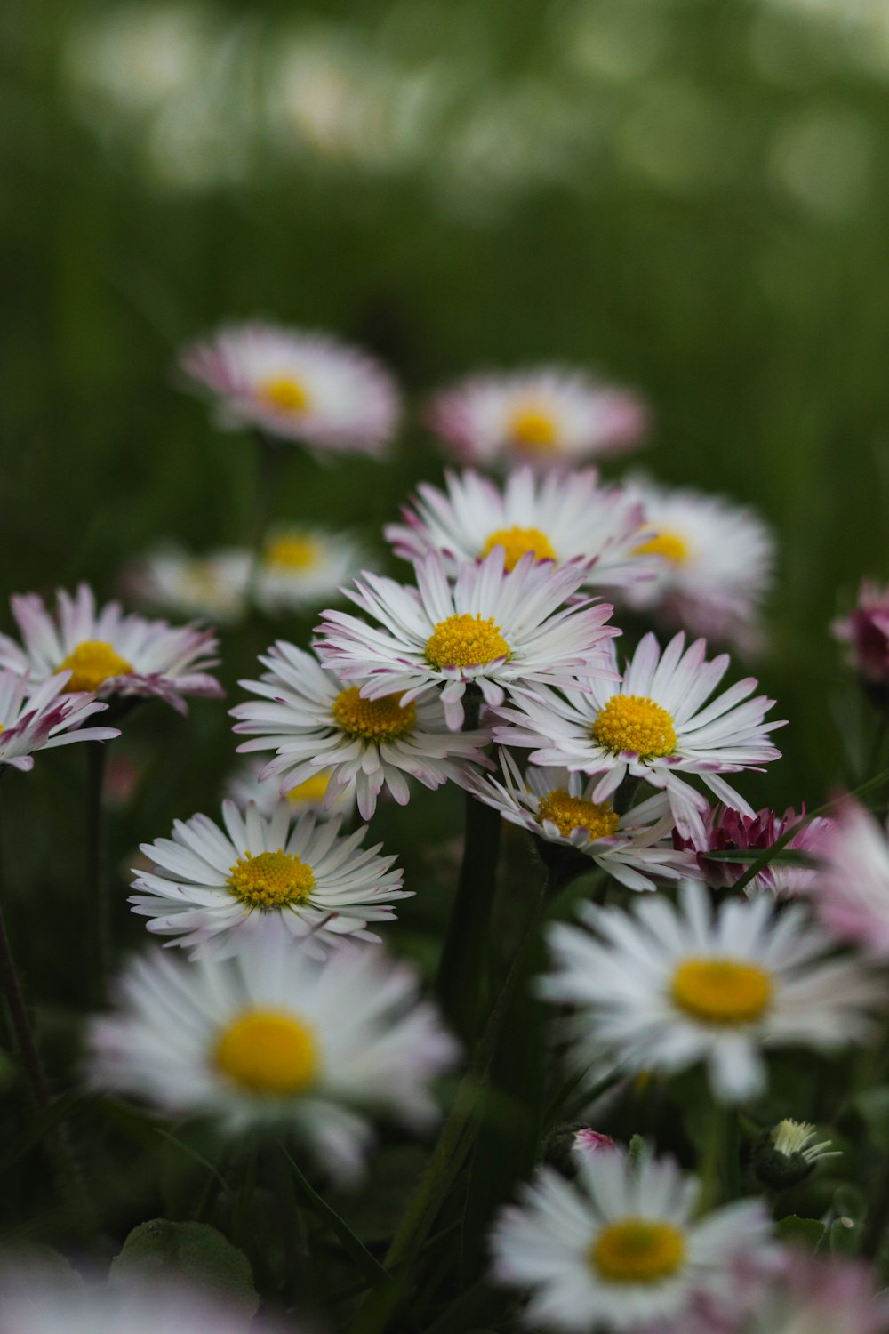 a bunch of white and yellow flowers in a field