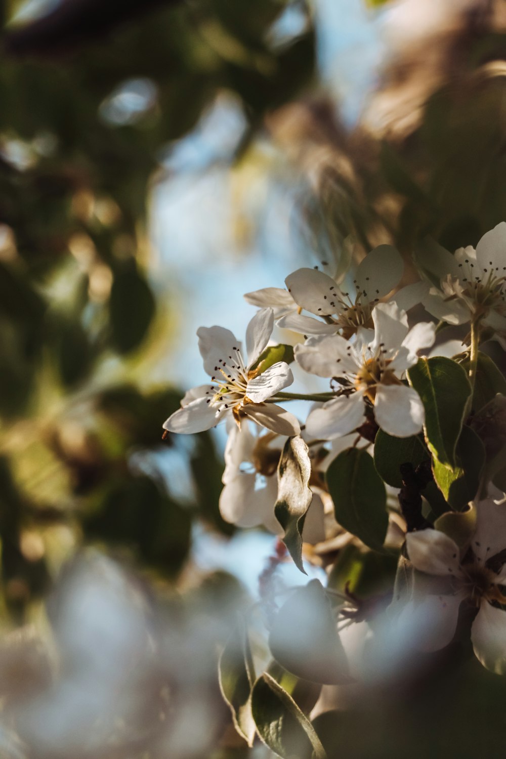 a close up of a tree with white flowers