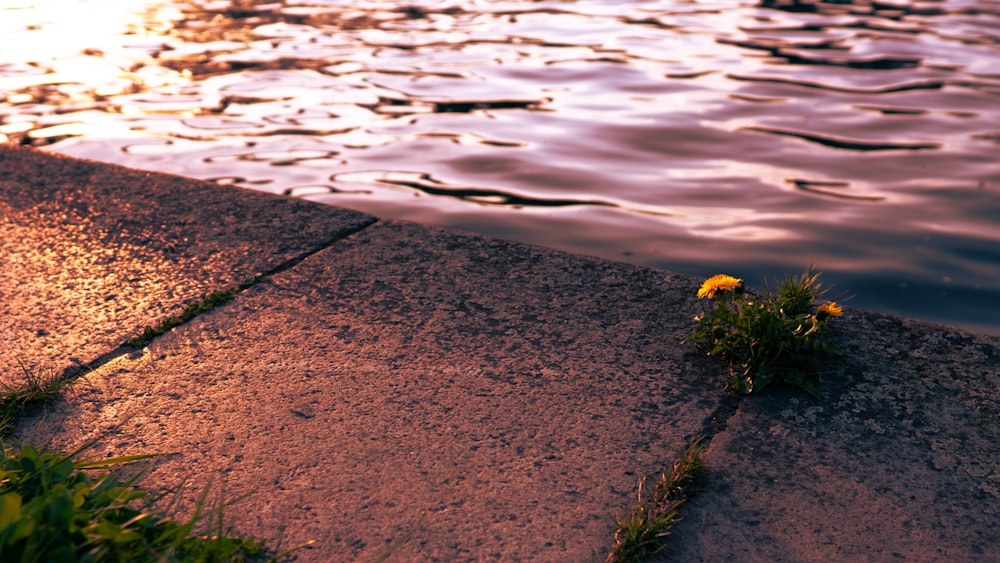 a small yellow flower sitting on the edge of a sidewalk