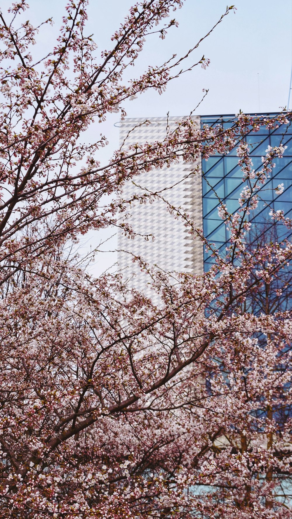 a tree with pink flowers in front of a building