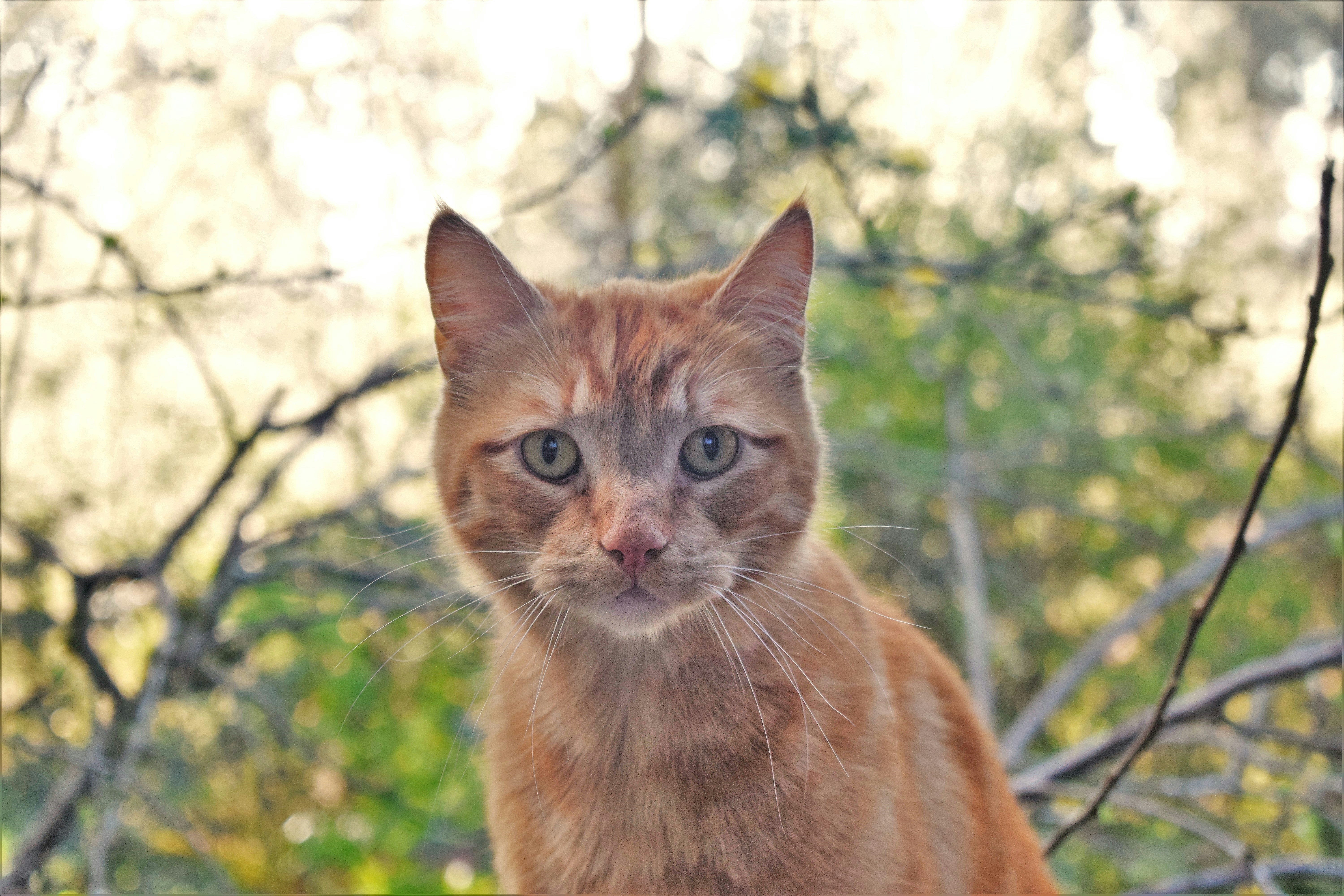 Fluffy orange tabby cat looking directly at camera with curious expression indoors
