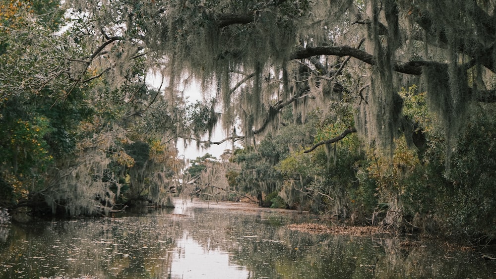 a body of water surrounded by trees covered in spanish moss