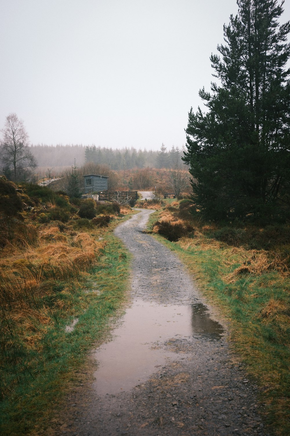 a wet path in the middle of a forest