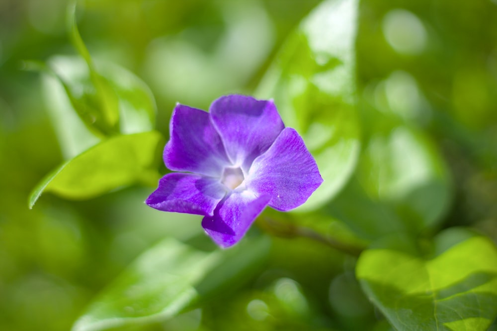 a purple flower with green leaves in the background