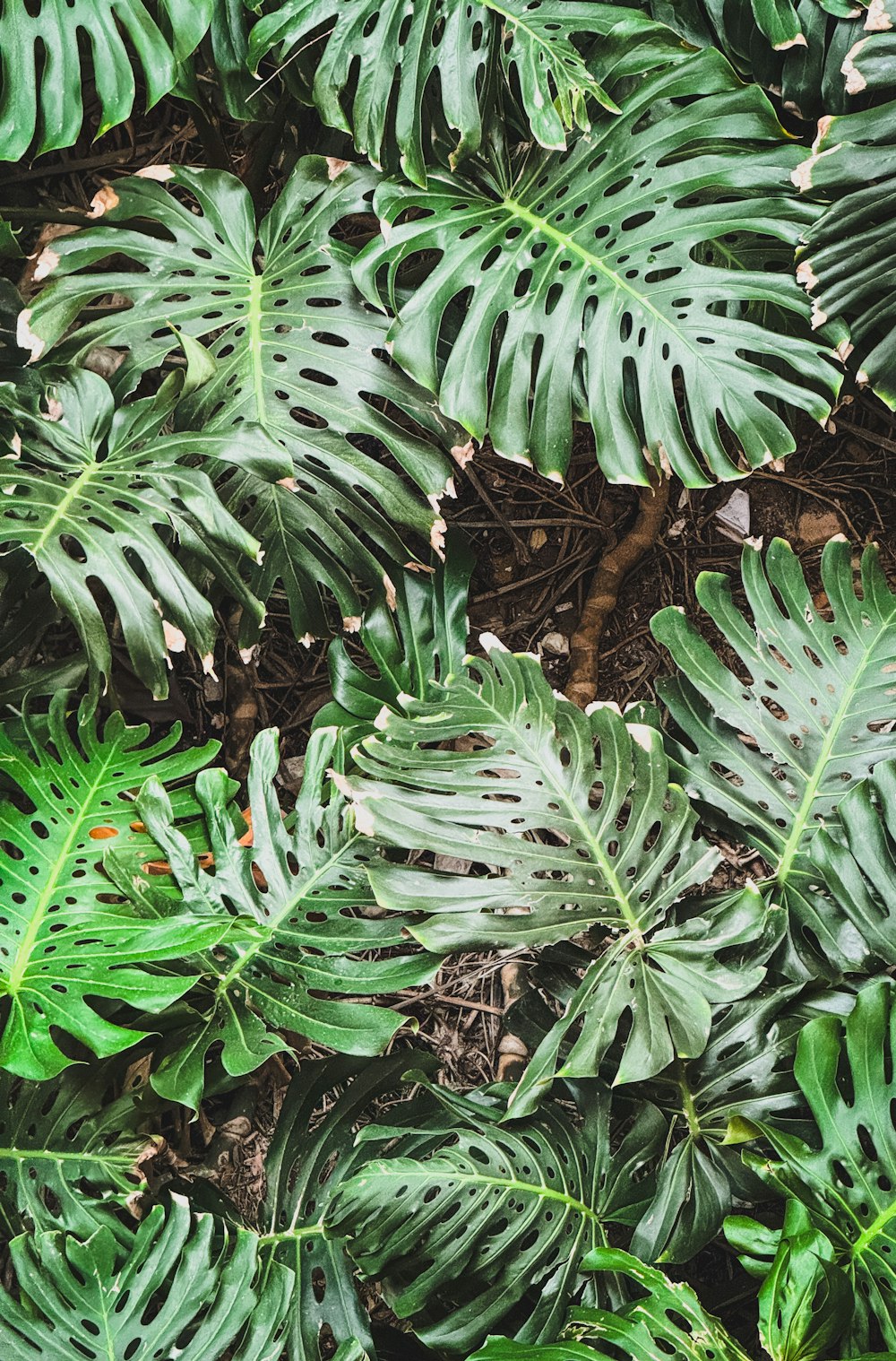 a close up of a bunch of green leaves