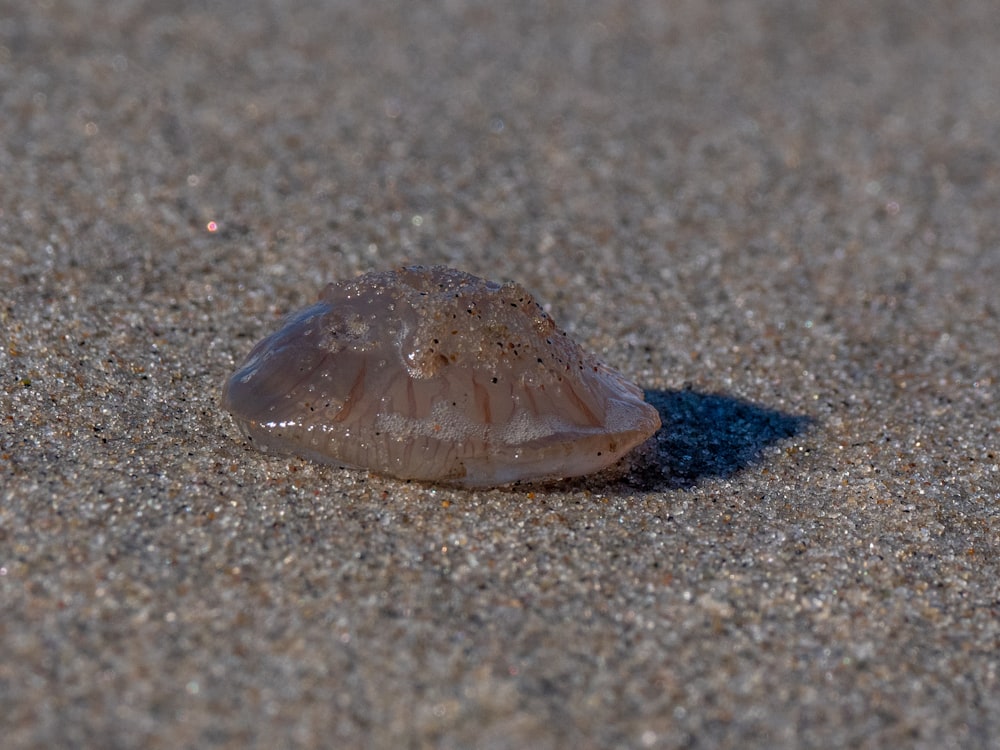 a jellyfish is sitting on a sandy beach