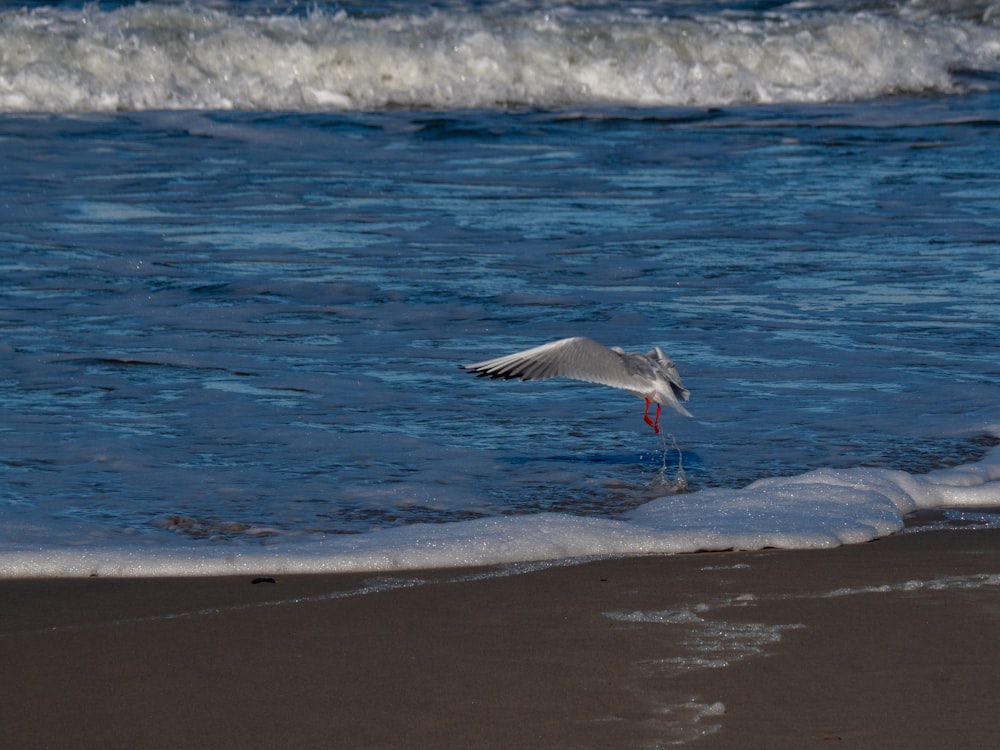 a seagull flying low over the water at the beach