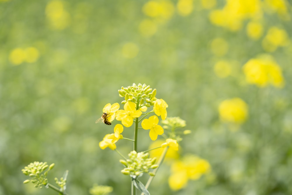 a yellow flower with a bee on it