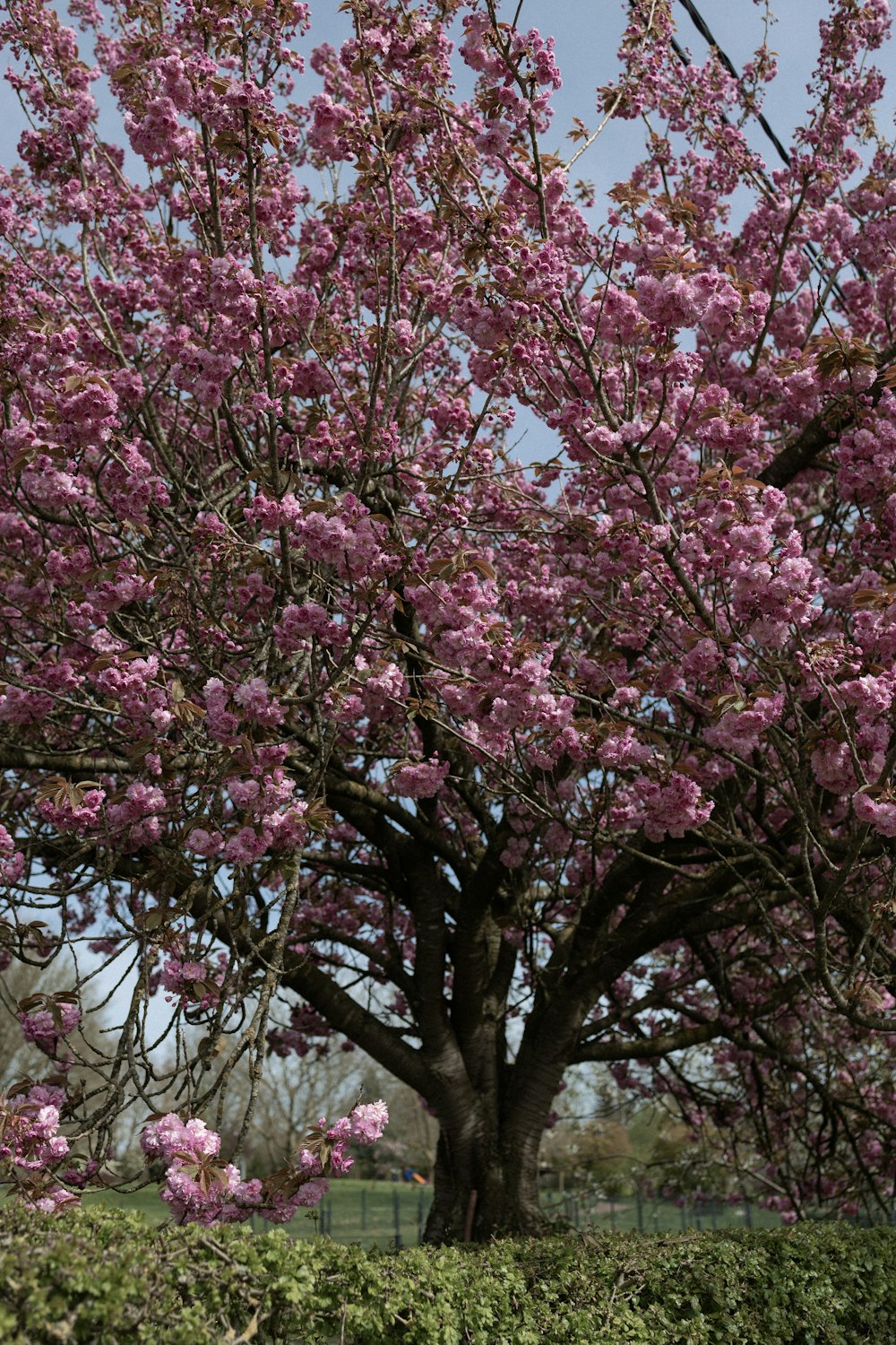 a tree with pink flowers in a park