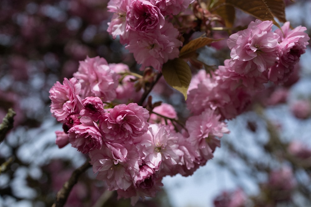 pink flowers blooming on the branches of a tree