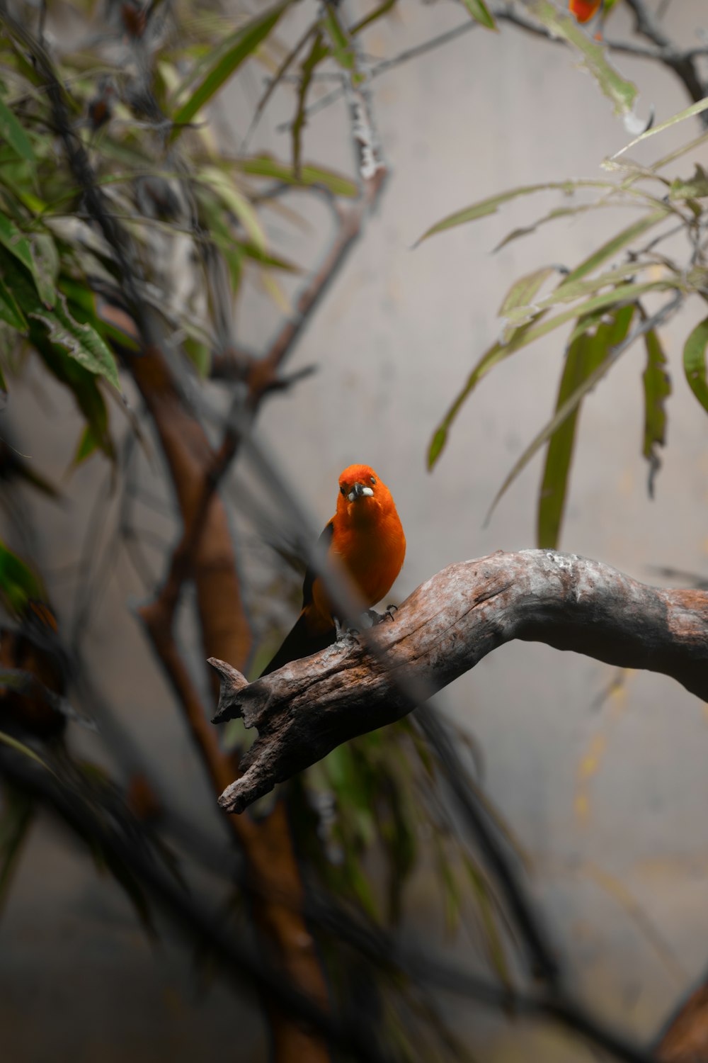 a small orange bird sitting on a tree branch