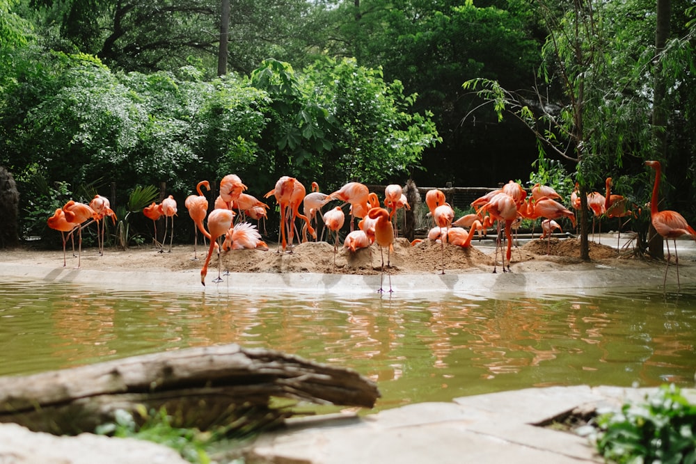 a group of flamingos standing around in the water