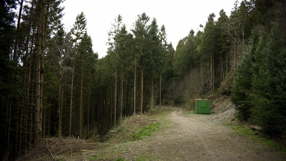 a dirt road in the middle of a forest