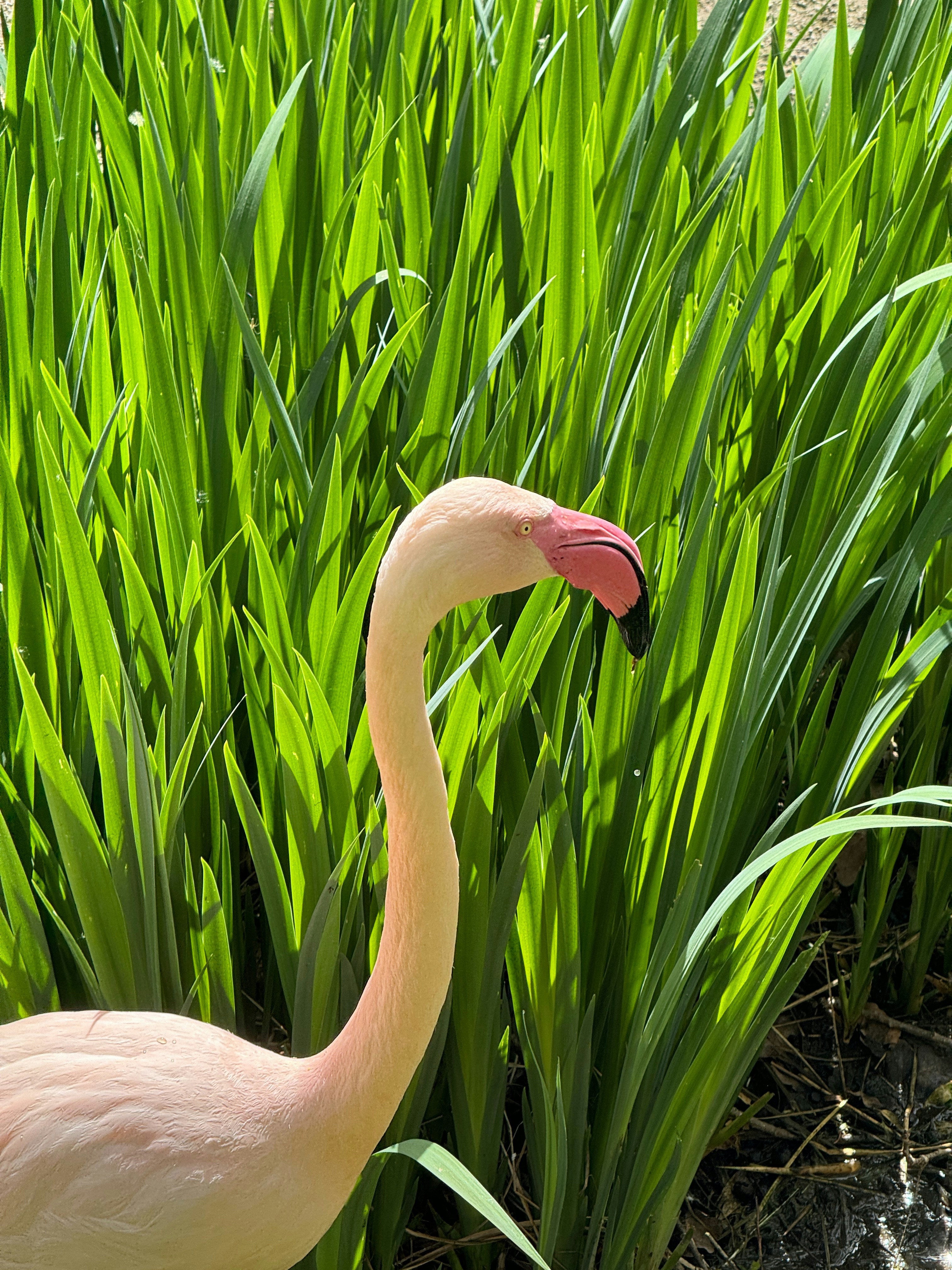 a pink flamingo standing in a field of green grass