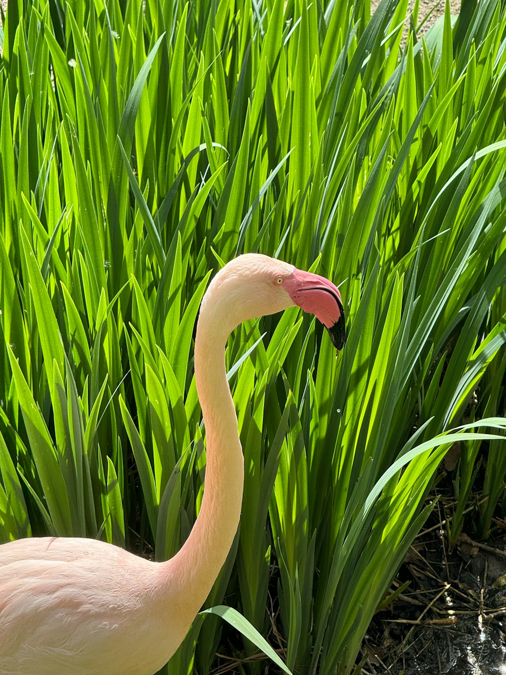 a pink flamingo standing in a field of green grass