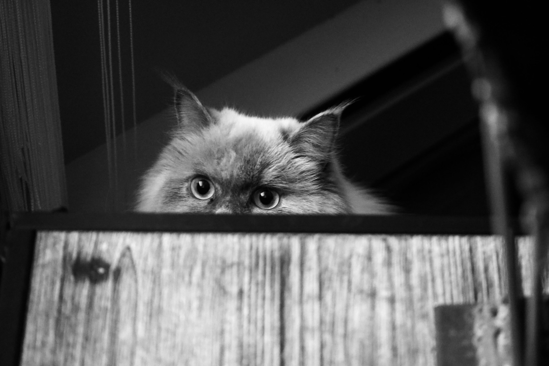 a cat is looking out of a window