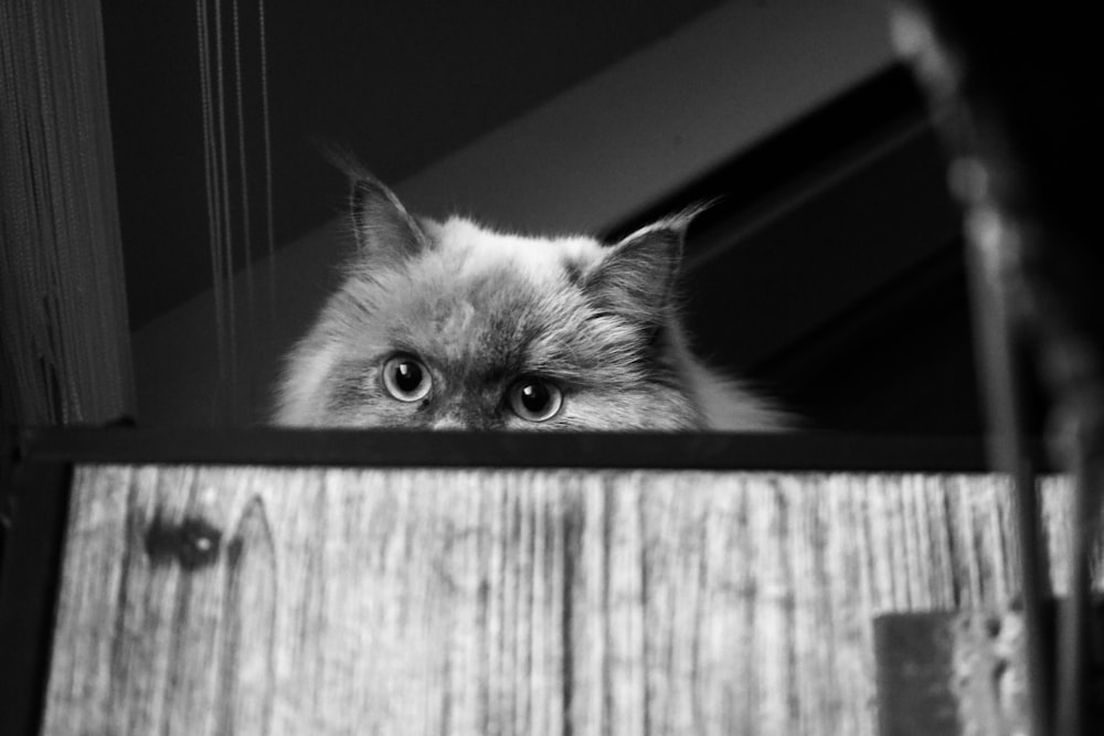 Un chat regarde par la fenêtre