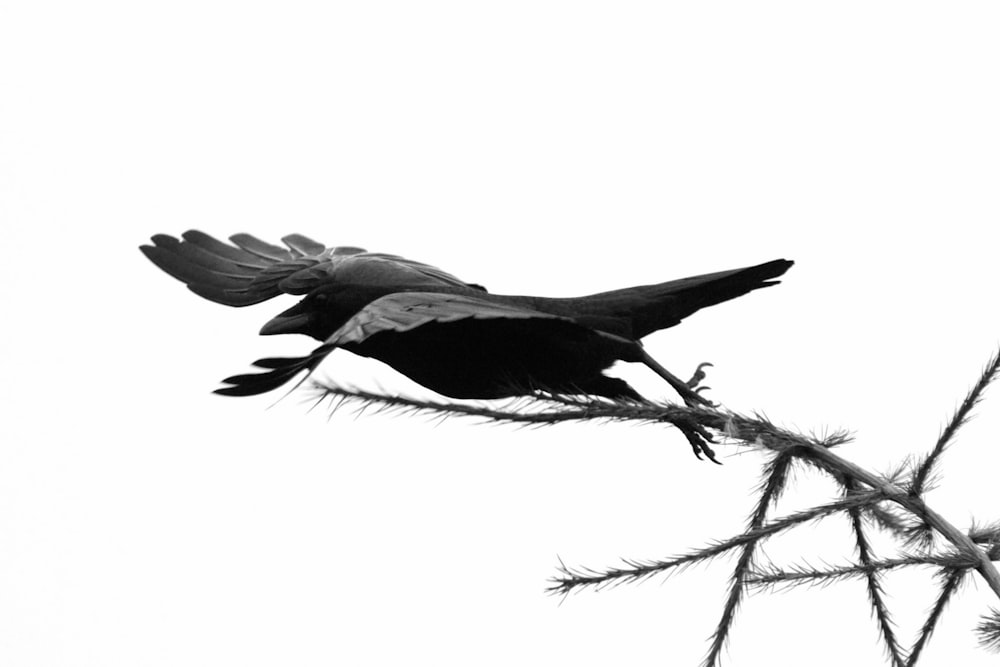 a black bird is perched on a branch