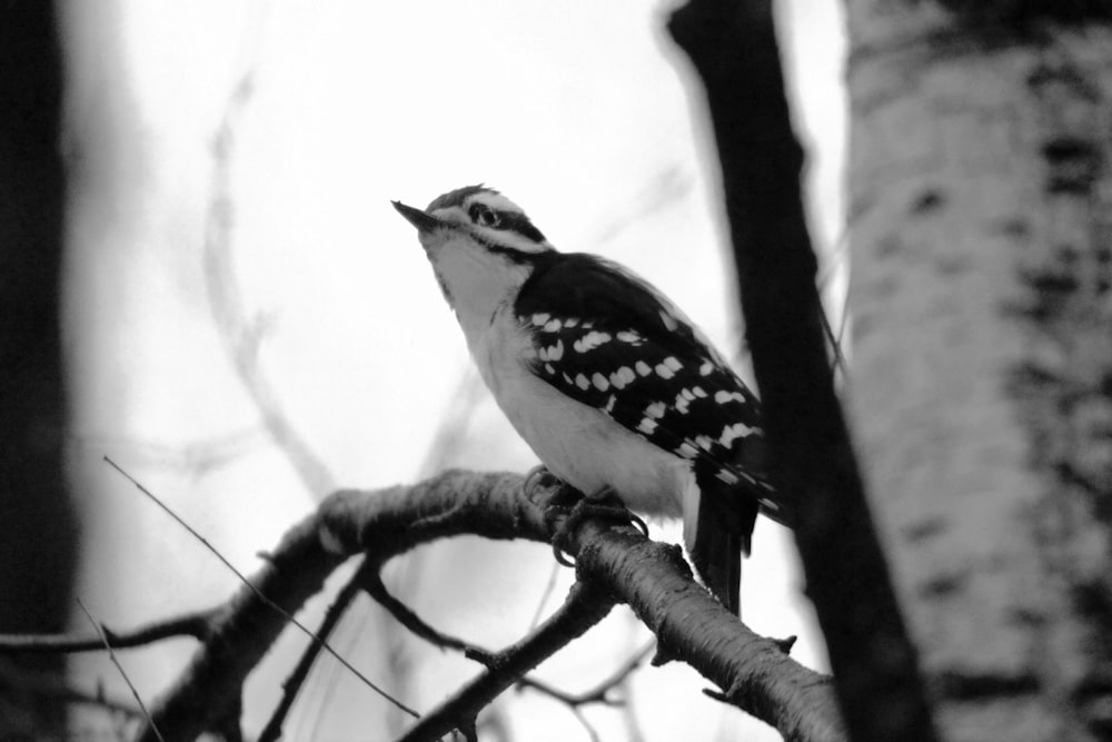 a small bird perched on a tree branch