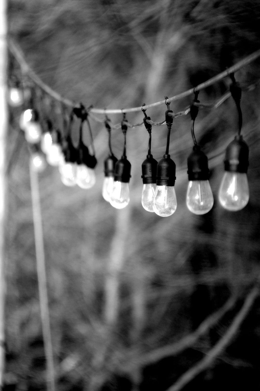 a string of light bulbs hanging from a tree