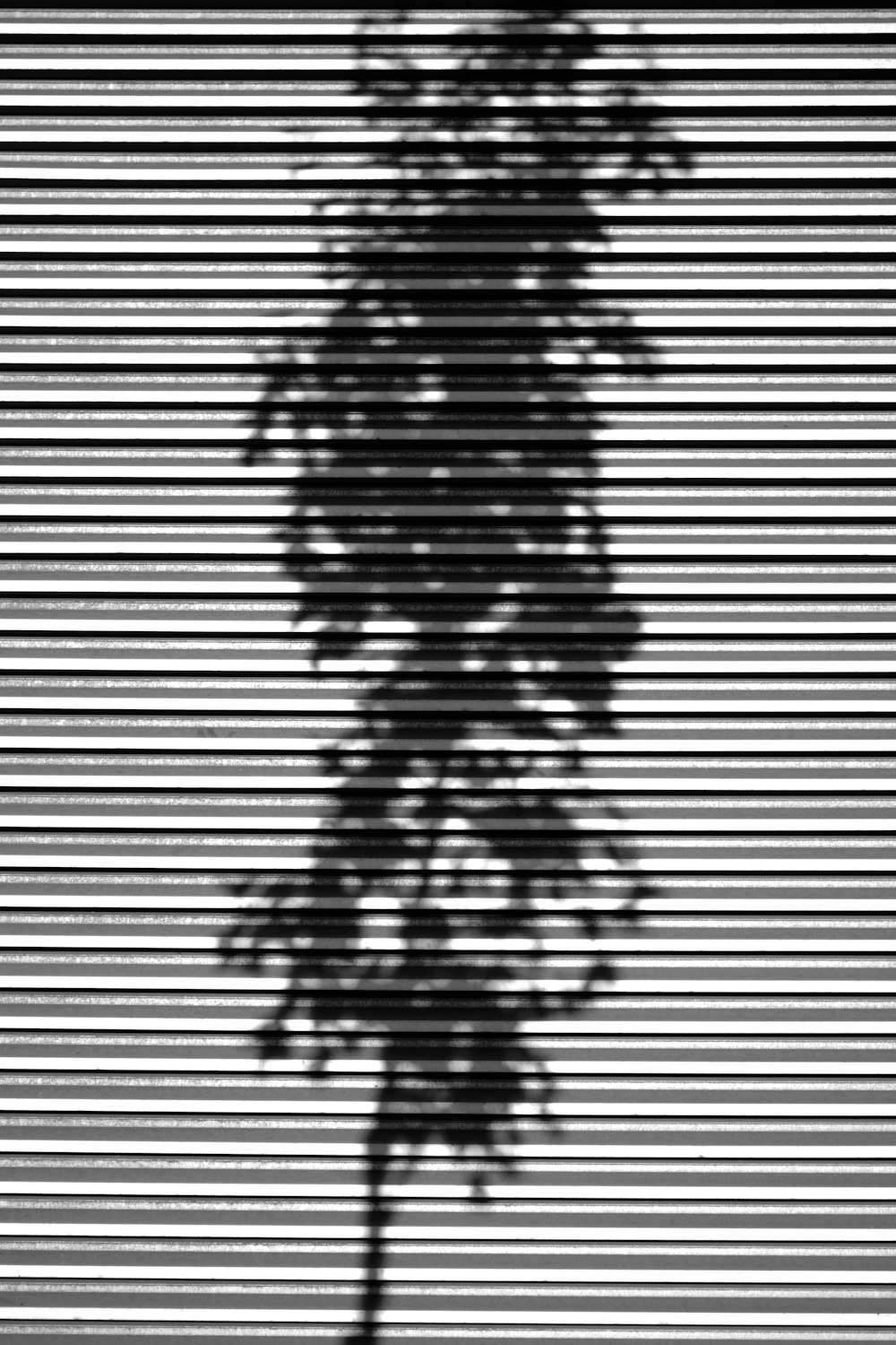 a black and white photo of a tree