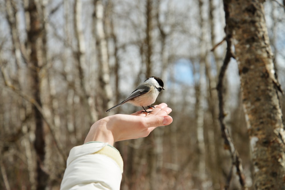 a person holding a bird in their hand