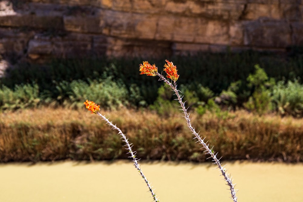 a couple of orange flowers sitting on top of a sandy beach